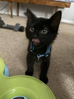 Bertie (Bert) -  Domestic Short Hair Cat for Adoption in Albuquerque, New Mexico - Bertie (Bert) | PetCurious