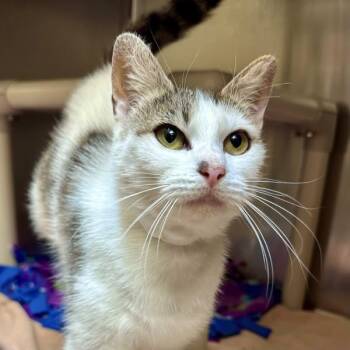 Domestic Short Hair Cats Available for Adoption in Walnut Creek, California - Zari | PetCurious