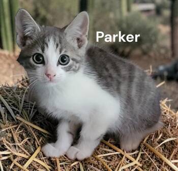 Parker -  Tabby Cat Available for Adoption in Weems, Virginia - Parker | PetCurious