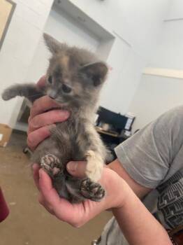 MILEY -  Domestic Short Hair Cat for Adoption in Dallas, Texas - MILEY | PetCurious