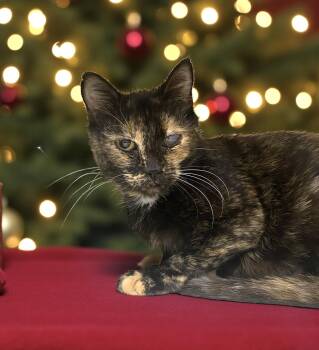 Rescue Domestic Short Hair Cats for Adoption in Elyria, Ohio - Roha | PetCurious