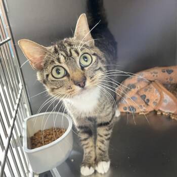 Dr. Phalanges -  Domestic Short Hair Cat Available for Adoption in Carencro, Louisiana - Dr. Phalanges | PetCurious