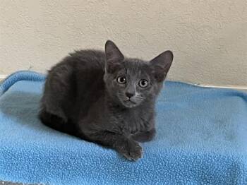 MIA -  Domestic Short Hair Cat for Adoption in Colorado Springs, Colorado - MIA | PetCurious