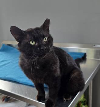 Rescue Domestic Short Hair Cats for Adoption in Dickson, Tennessee - Binx | PetCurious