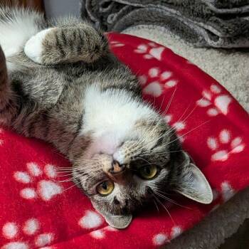 MOLLY -  Domestic Short Hair Cat Available for Adoption in East Greenwich, Rhode Island - MOLLY | PetCurious