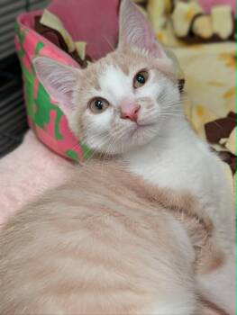 Mordecai -  Domestic Short Hair Cat for Adoption in Chambersburg, Pennsylvania - Mordecai | PetCurious