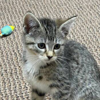 Ziti - Grand St Kitten 3 -  Domestic Short Hair Cat for Adoption in Westport, Connecticut - Ziti - Grand St Kitten 3 | PetCurious