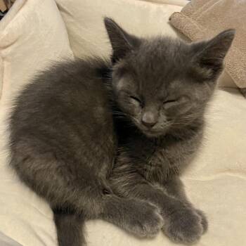 Spruce -  Domestic Short Hair Cat for Adoption in Keizer, Oregon - Spruce | PetCurious