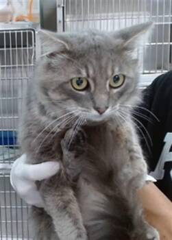 RALPH -  Domestic Long Hair Cat for Adoption in Salinas, California - RALPH | PetCurious