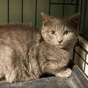 Domestic Short Hair Cats Available for Adoption - Rye | PetCurious