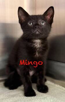 Domestic Short Hair Cats Available for Adoption in Pawleys Island, South Carolina - Mingo | PetCurious