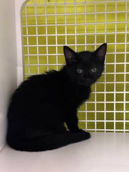 Rescue Domestic Medium Hair Cats for Adoption in Virginia Beach, Virginia - Vedna | PetCurious