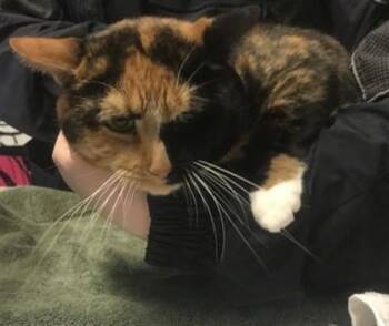 A431932 -  Domestic Medium Hair Cat for Adoption in Conroe, Texas - A431932 | PetCurious