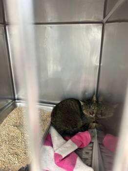 Rescue Domestic Short Hair Cats for Adoption in Houston, Texas - Panini | PetCurious