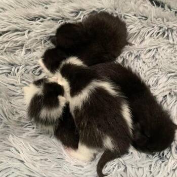 Domestic Short Hair Cats Available for Adoption in Dekalb, Illinois - Saguaro | PetCurious
