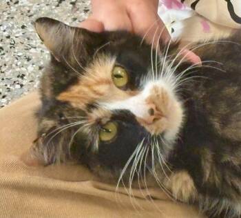 Ahsoka -  Domestic Short Hair Cat for Adoption in Minneapolis, Minnesota - Ahsoka | PetCurious