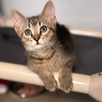 Taffy -  Domestic Short Hair Cat for Adoption in South Elgin, Illinois - Taffy | PetCurious