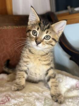 Rescue Domestic Short Hair Cats for Adoption in Stoughton, Wisconsin - Mustard | PetCurious