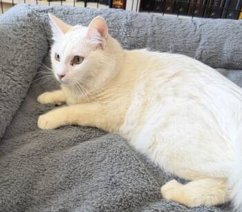 Petey -  Domestic Long Hair Cat for Adoption in Morgan Hill, California - Petey | PetCurious