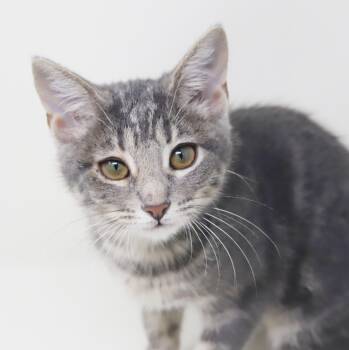 Pickles is simply precious - Silvery sweetness - OLD ENOUGH TO G -  Tabby and Russian Blue Cat for Adoption in Bedford Hills, New York - Pickles Is Simply Precious - Silvery Sweetness - OLD ENOUGH TO G | PetCurious