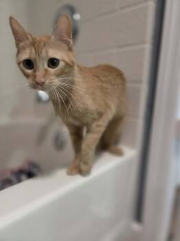 MICKEY -  Domestic Short Hair Cat for Adoption in Loveland, Colorado - MICKEY | PetCurious