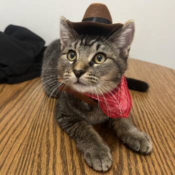 Bagel -  Domestic Short Hair Cat for Adoption in MS STATE UNIV, Mississippi - Bagel | PetCurious