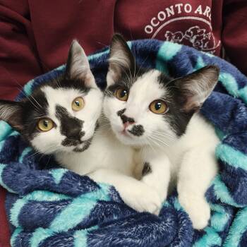Domestic Short Hair Cats Available for Adoption - Mr. Flower & Boo | PetCurious