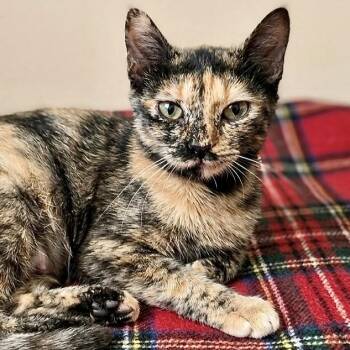 Topaz Rose -  Domestic Short Hair Cat for Adoption in Liverpool, Texas - Topaz Rose | PetCurious