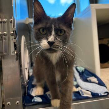 Domestic Medium Hair Cats Available for Adoption in Fairport, New York - Poplar | PetCurious