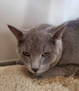 Rescue Domestic Short Hair Cats for Adoption in Rockford, Illinois - Titan | PetCurious