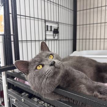 Rescue Domestic Short Hair Cats for Adoption in Ridgely, Maryland - Charlie | PetCurious