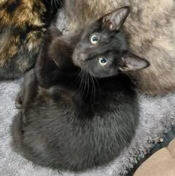Domestic Short Hair Cats Available for Adoption in Libby, Montana - Bolt | PetCurious