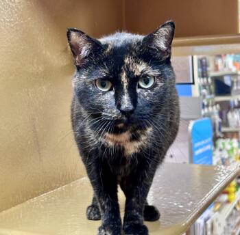 Didi -  Domestic Short Hair Cat for Adoption in Huntley, Illinois - Didi | PetCurious