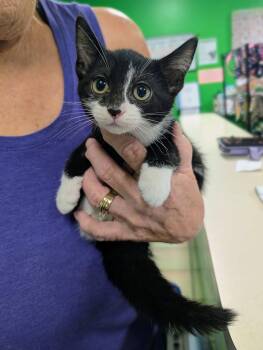 Hot Wheels -  Domestic Short Hair Cat for Adoption in Newburgh, Indiana - Hot Wheels | PetCurious