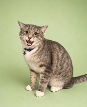 Domestic Short Hair Cats Available for Adoption in Rock Springs, Wyoming - Peter | PetCurious