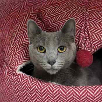 Domestic Short Hair Cats Available for Adoption in State College, Pennsylvania - Willow | PetCurious