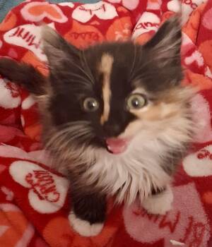 Grape Juice -  Domestic Long Hair Cat for Adoption in Fruit Heights, Utah - Grape Juice | PetCurious