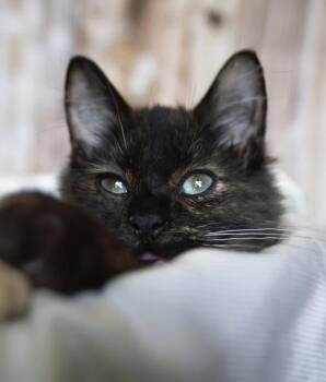 Clochette -  Domestic Medium Hair Cat for Adoption in Montreal, Quebec - Clochette | PetCurious