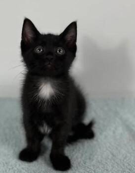Runway -  Domestic Short Hair Cat for Adoption in Effingham, Illinois - Runway | PetCurious