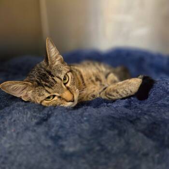 Rescue Domestic Short Hair Cats for Adoption in Houston, Texas - Mischa | PetCurious