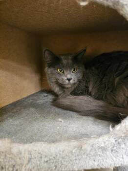 Domestic Long Hair Cats Available for Adoption in Millcreek, Utah - Smokie | PetCurious
