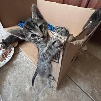 Domestic Short Hair Cats Available for Adoption in Austin, Texas - Isaac Newton 3 | PetCurious