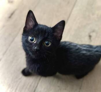 Dusty -  Domestic Short Hair Cat for Adoption in Kansas City, Missouri - Dusty | PetCurious