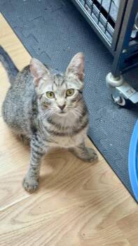 Domestic Short Hair Cats Available for Adoption in Telford, Pennsylvania - Ruby (Weebles) (Crest View Crew) | PetCurious