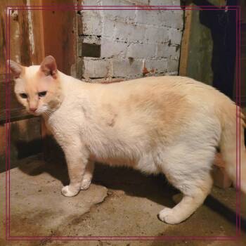 Yoshi -  Domestic Medium Hair Cat for Adoption in Monroe, Michigan - Yoshi | PetCurious
