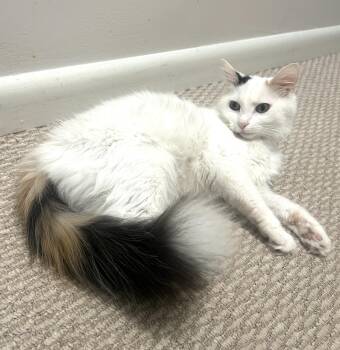 Domestic Medium Hair Cats Available for Adoption in Fairfax, Virginia - Little Girl (aka White Fury) | PetCurious