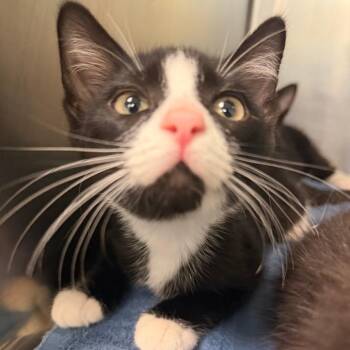 Byron 5 -  Domestic Short Hair Cat for Adoption in Titusville, Florida - Byron 5 | PetCurious
