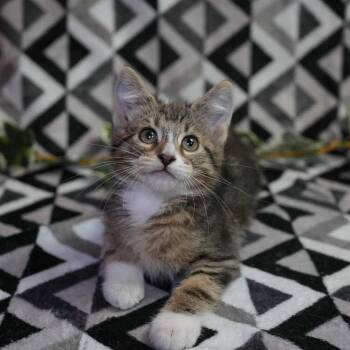 Domestic Short Hair Cats Available for Adoption in Wheaton, Illinois - Fred | PetCurious