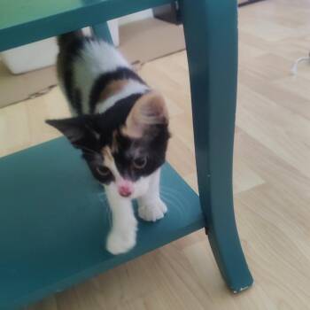 Skittles -  Domestic Short Hair Cat for Adoption in West Palm Beach, Florida - Skittles | PetCurious