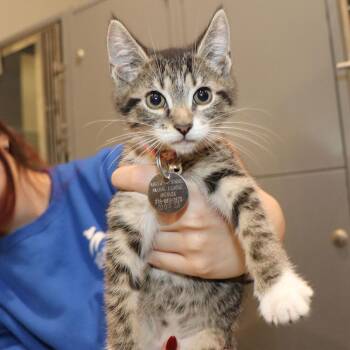 Saki -  Domestic Short Hair Cat for Adoption in Port Washington, New York - Saki | PetCurious